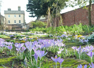 New crocuses in the Challis Garden