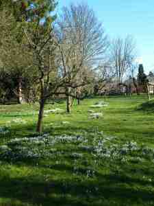 Snowdrops in clusters under the trees